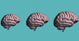 Grafik von drei Gehirnen in verschiedenen Größen.