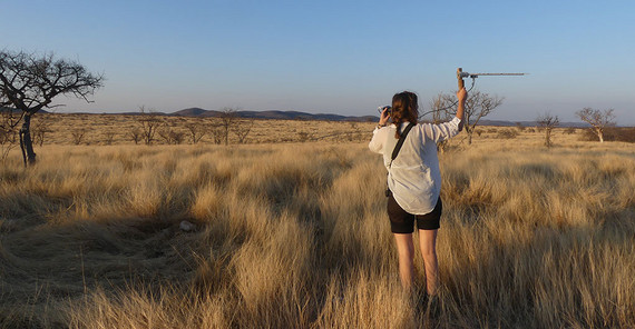 MA student Anna Kraus locates a tagged springbok for behavioural observations during three-dimensional acceleration measurement.