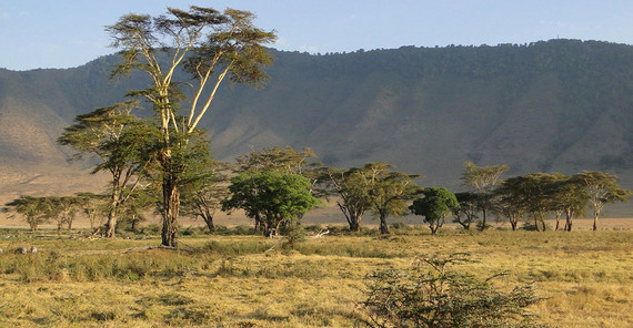 The Ngorongoro on the edge of the Serengeti in Tanzania is home to abundant wildlife. Climate change, however, leads to dramatic water scarcity, vegetation changes, loss of biodiversity and recurring diseases that threaten the fragile ecosystem. | Image Credit: Martin Trauth