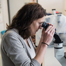 This image shows a researcher who is examining a sample under a microscope.