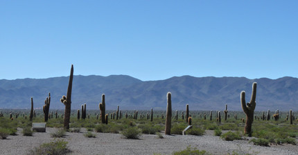 Ein Feld voll mit Kateen im "Parque Nacional los Cardones"