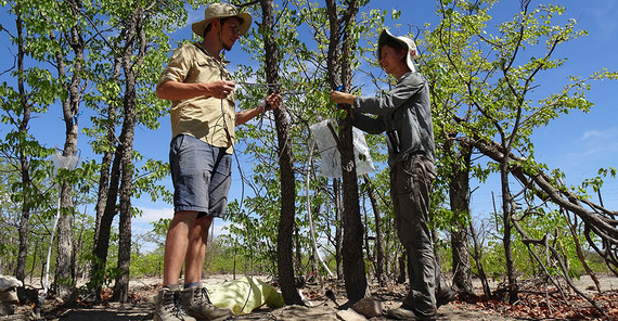 Dr Katja Geissler und Masterstudent Jonas Roth installieren Sensoren zur Messung der Transpiration von Mopane-Bäumen.