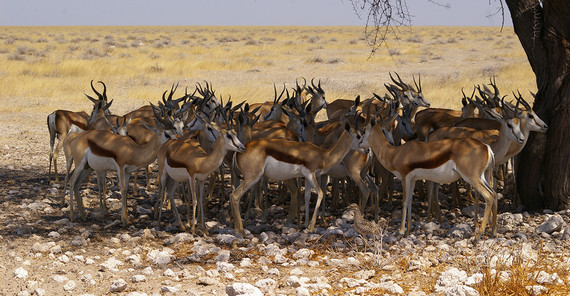 Afrikanische Antilopen suchen nach Schattenplätzen während Phasen extremer Hitze