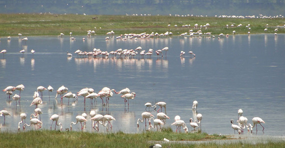 The alkaline Nakuru Lake in Kenya is rich in the cyanobacterium Spirulina platensis, the basic food of the Lesser Flamingo. However, due to increasing rainfall in the region in recent years, the bacterium and with it the flamingos are disappearing. | Image Credit: Martin Trauth