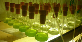 In Experimenten ließen die Wissenschaftler die Algen unter verschiedenen Bedingungen wachsen. Foto: Elly Spijkerman