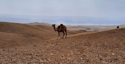 Kamel in der Judäischen Wüste, im Hintergrund das Tote Meer.