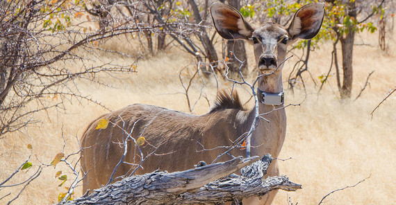 Kudu mit GPS-Halsbandsender.