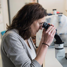 Zellkultur: Molekularbiologin Prof. Dr. Katja Hanack ist spezialisiert auf immunologische Forschung.