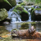 Frog in front of a waterfall at Rißloch in the national park Bayerischer Wald