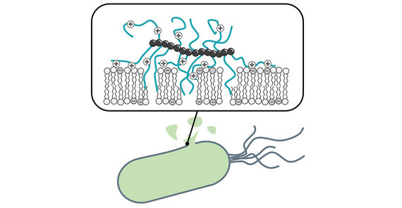 Illustration: Bottlebrush polymer is attacking a bacterial cell and destroying its membrane