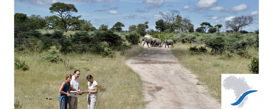 a research group standing in front of trees with walking elephants
