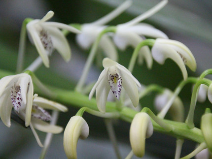 Blütenrispe mit kleinen weißen Orchideenblüten mit dunklen Tupfen