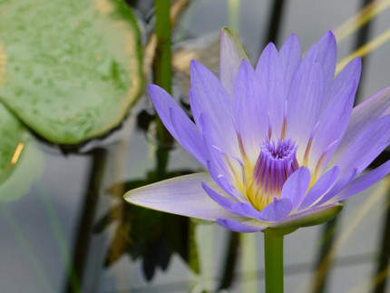 hellblaue Blüte einer tropischen Seerose