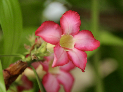 rotweiße fünfblättrige Blüte der Wüstenrose