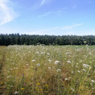 flowers in grass, in front of woods, blue sky