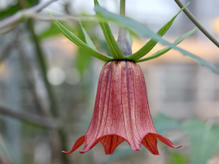 rote herabhängende Glockenblumenblüte