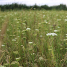 Oder Selinum floodplain