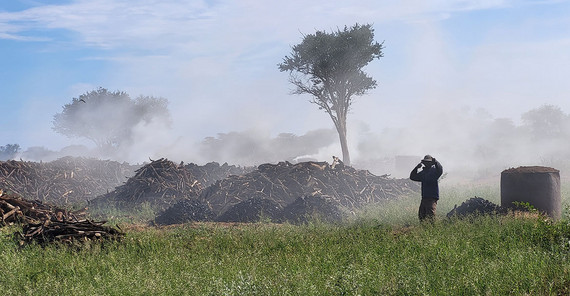 To combat the increasing dominance of woody plants, charcoal has been produced in Namibia's savannahs for some time. Select invasive species are removed in the process with the aim of improving the productivity of pastureland.