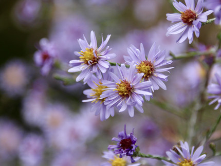 hellviolette Sternchenblüten