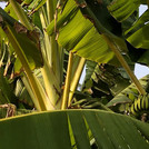 Bananenpflanze: Eine einheimische Bananenpflanze mit noch unreifen Früchten
