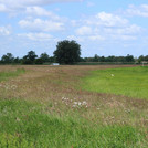 Meadows of Havel with stork near Guelpe