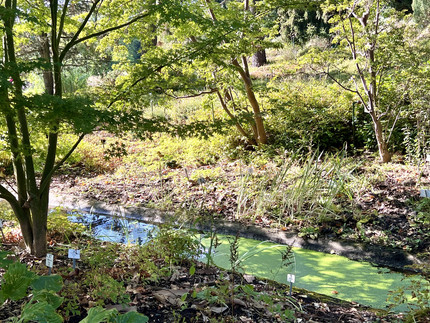 schmaler Graben mit Pflanzen und Gehölzen am Ufer