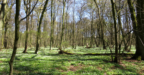 Wald | Foto: Dr. Thilo Heinken
