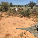 Drone over a landing mat with cows looking at it from the background