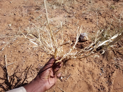 Hand holding dry plant over dry soil