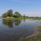 Havel restored flood basin near Guelpe