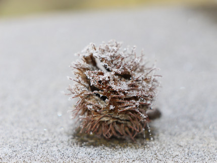 Frucht einer Buche mit Raureif bedeckt