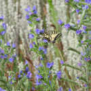 butterfly in flowers