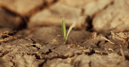 Seedling emerging from extremely dry soil