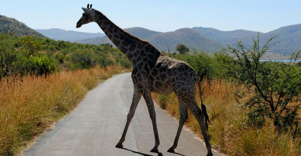 Picture of a giraffe crossing a street. Picture: Arne Petersen