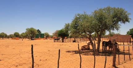 Cattle resting under the shade of a tree in a communal area of Namibia