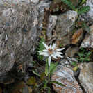 Alpine flora: Edelweiss