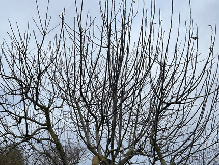 Apfelbaum im Winter