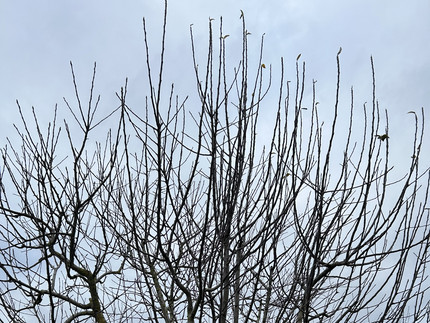 Apfelbaum im Winter