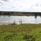 Meadows of Oder as a cow pasture