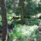 Meander of Rißloch in a forest of national park Bayerischer Wald