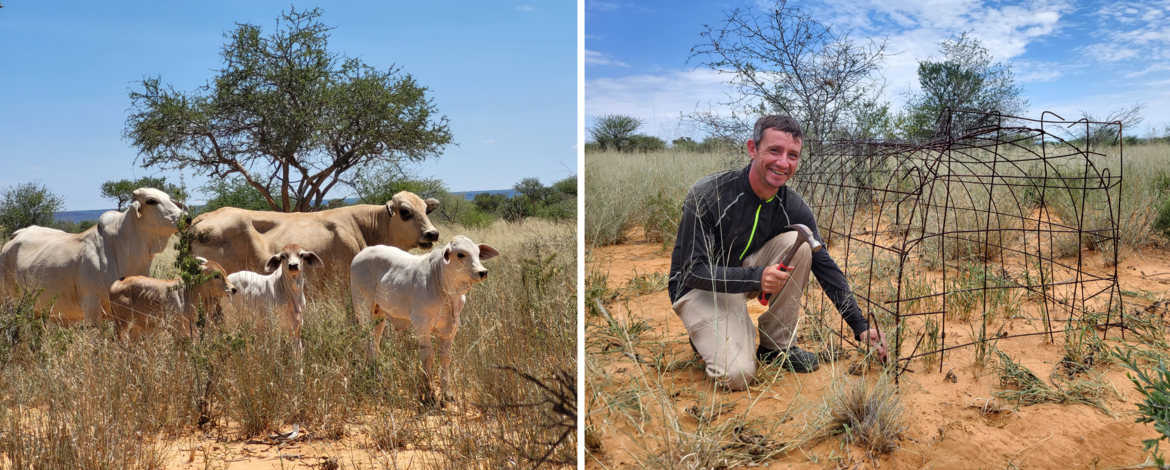 Cows in savanna rangeland (left) and Researchers hammering on iron poles to fix a metal cage protecting grass from being grazed in a savanna rangeland (right)