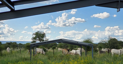 TipEx rainout shelters with cows grazing in the background