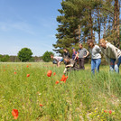 working on flower grass