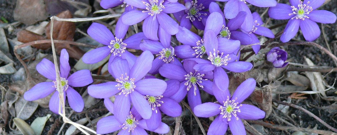 Blaue Blüten des Leberblümchens