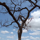 One of the trees being measured for fieldwork in Burkina Faso