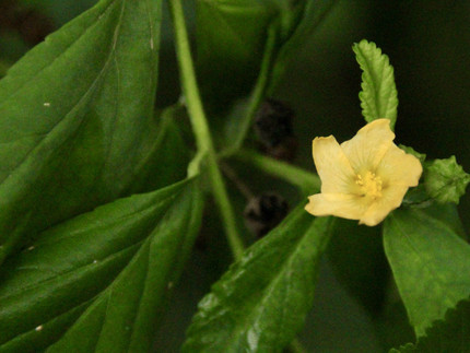 Gelbe, weit geöffnete Trichterblüte