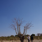 people standing next to a tree