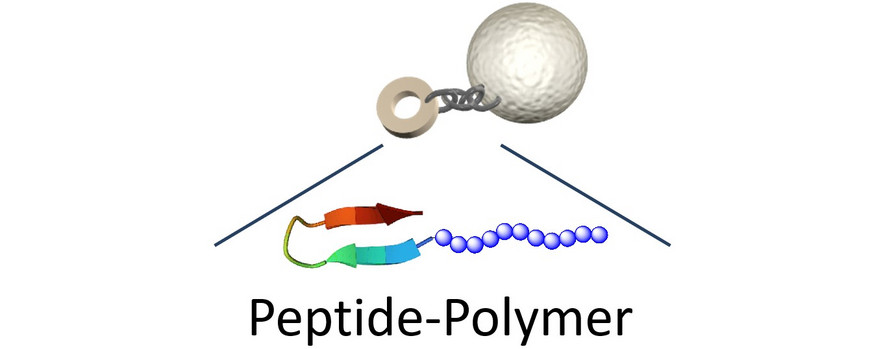 Zoom in und Detailansicht von immobilisierten Peptid-Polymer-Konjugaten