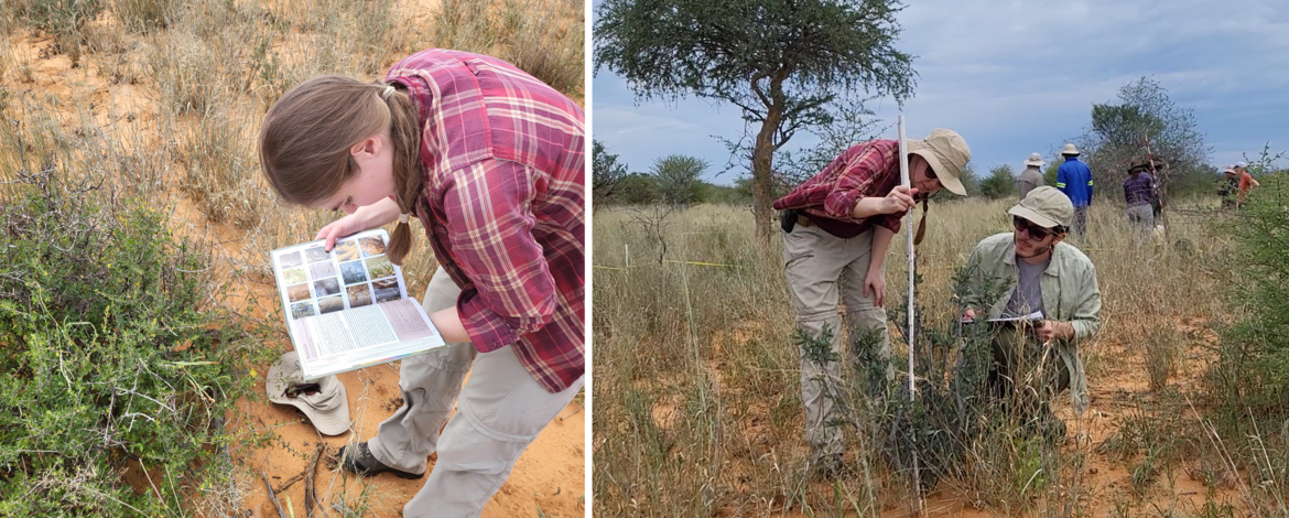 Researcher looking into a tree identification book while standing in front of a savanna tree species; researchers measuring the height of a shrub in a dry savanna environment