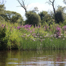 View of loosestrife and flowering rush at the riverbank of the Regen